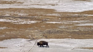 The week in wildlife – in pictures 17 A bison walks along the receding edge of the Great Salt Lake on Antelope Island, Utah