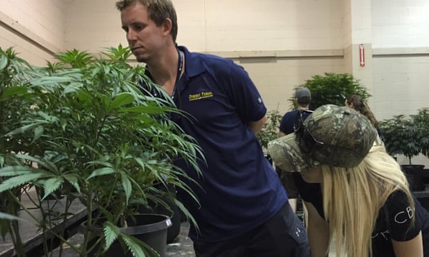 Greg Seybert, head farmer at marijuana grower Synergy Farms, inspects a marijuana plant with his girlfriend, Samantha Aune.