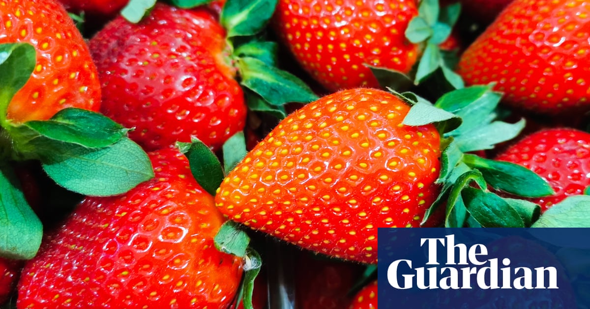 Too big to fit in your mouth': sunny spring delivers crop of giant' UK strawberries
