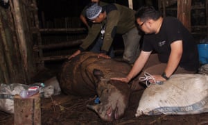 Indonesian environmental activist tending to an ill Sumatran Rhino (Dicerorhinus sumatrensis) after it was found in a pit trap.
