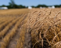 Wheat growing in a field