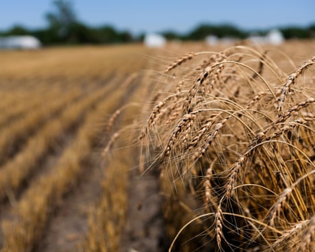 ‘The worst time for wheat’: US farmers face losses to extreme heat and drought