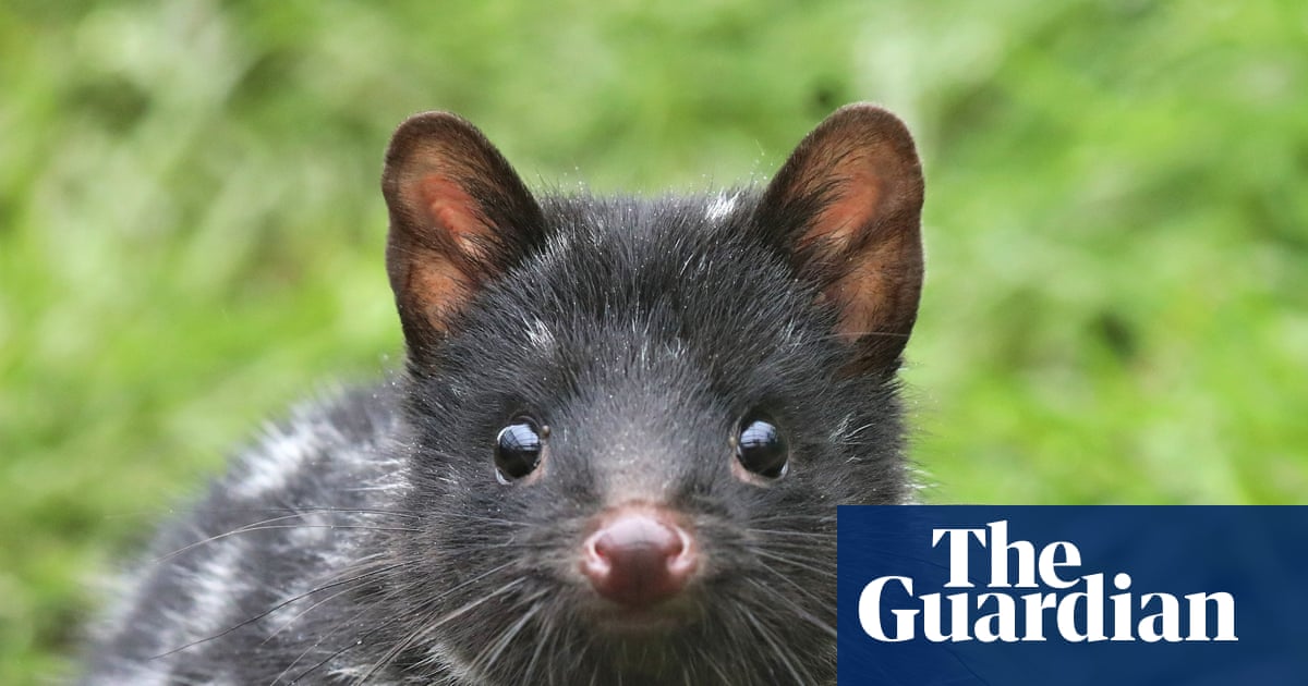 Outfoxed: How well do you know your native animals? Australians’ questionable quoll knowledge exposed