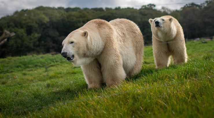 Polar bears are back in Britain. But should they really be living here? Polar bears are back in Britain. But should they really be living here?