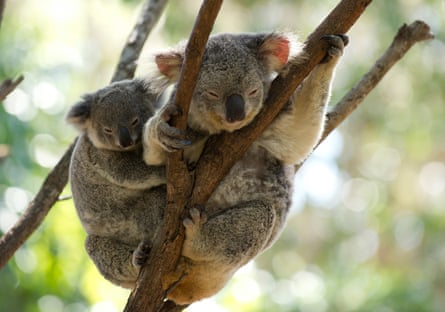 Koalas at Currumbin on the Gold Coast