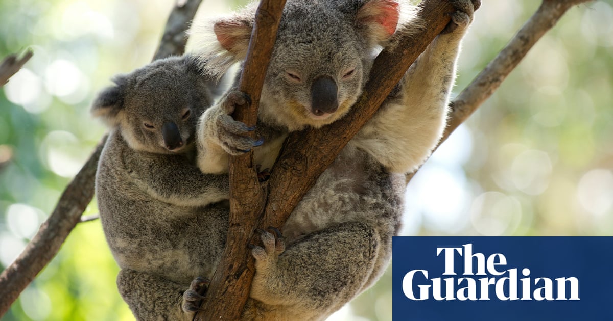 Hundreds Of Koalas Feared Burned Alive In Out Of Control Bushfire