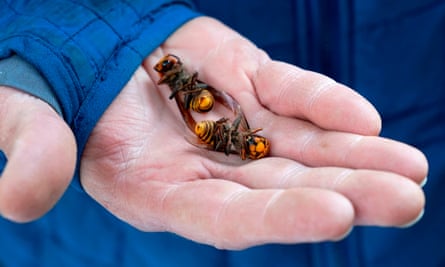 A Washington state department of agriculture worker holds two of the dozens of Asian giant hornets vacuumed from a tree.