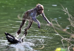 Leaping monkey