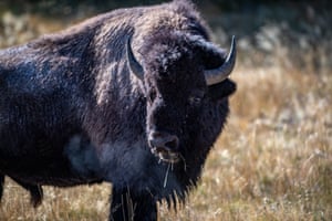An American bison at Yellowstone National Park, The bison population in the park fluctuates from 3,000–6,000 animals and it is the only group of wild American bison that has existed continuously in the United States