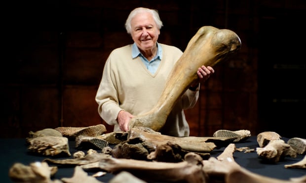 Five ice-age mammoths unearthed in Cotswolds