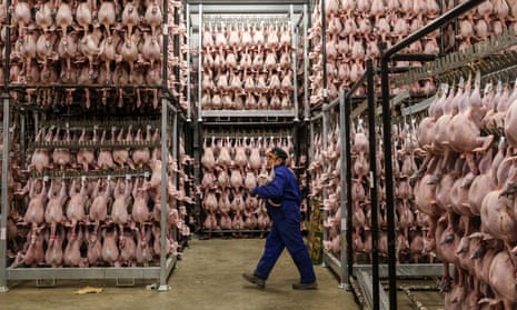 A worker in blue overalls carries a dead, plucked turkey. Around him are racks of carcasses stored floor-to-ceiling