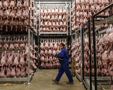 A worker sorts free-range turkeys stored inside a refrigerated room in Tenterden.