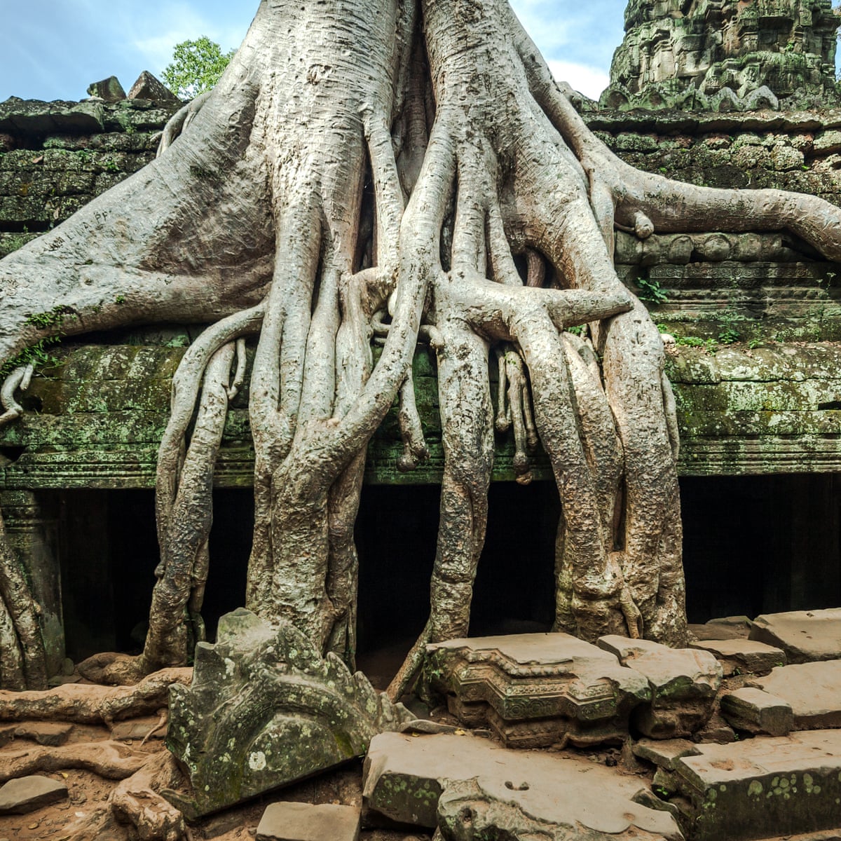 Gardening Tips For Stunning Bonsai Go Back To Its Roots James Wong Life And Style The Guardian