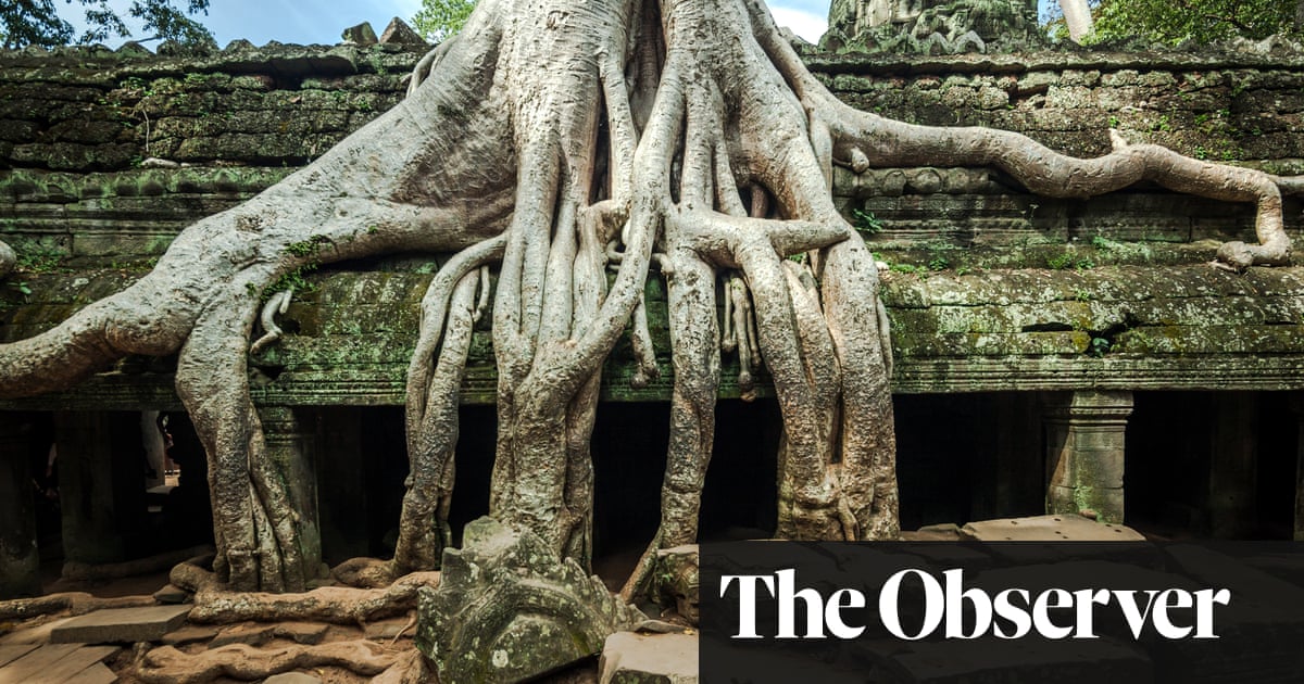 Gardening Tips For Stunning Bonsai Go Back To Its Roots Gardening Advice The Guardian Gardening Tips For Stunning Bonsai Go Back To Its Roots Gardening Advice The Guardian