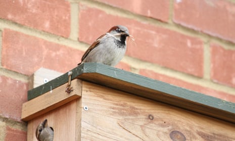 House sparrow pair. Credit Alan Garner
