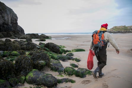 The low tide exposes laver and other seaweeds that Williams gathers sustainably.