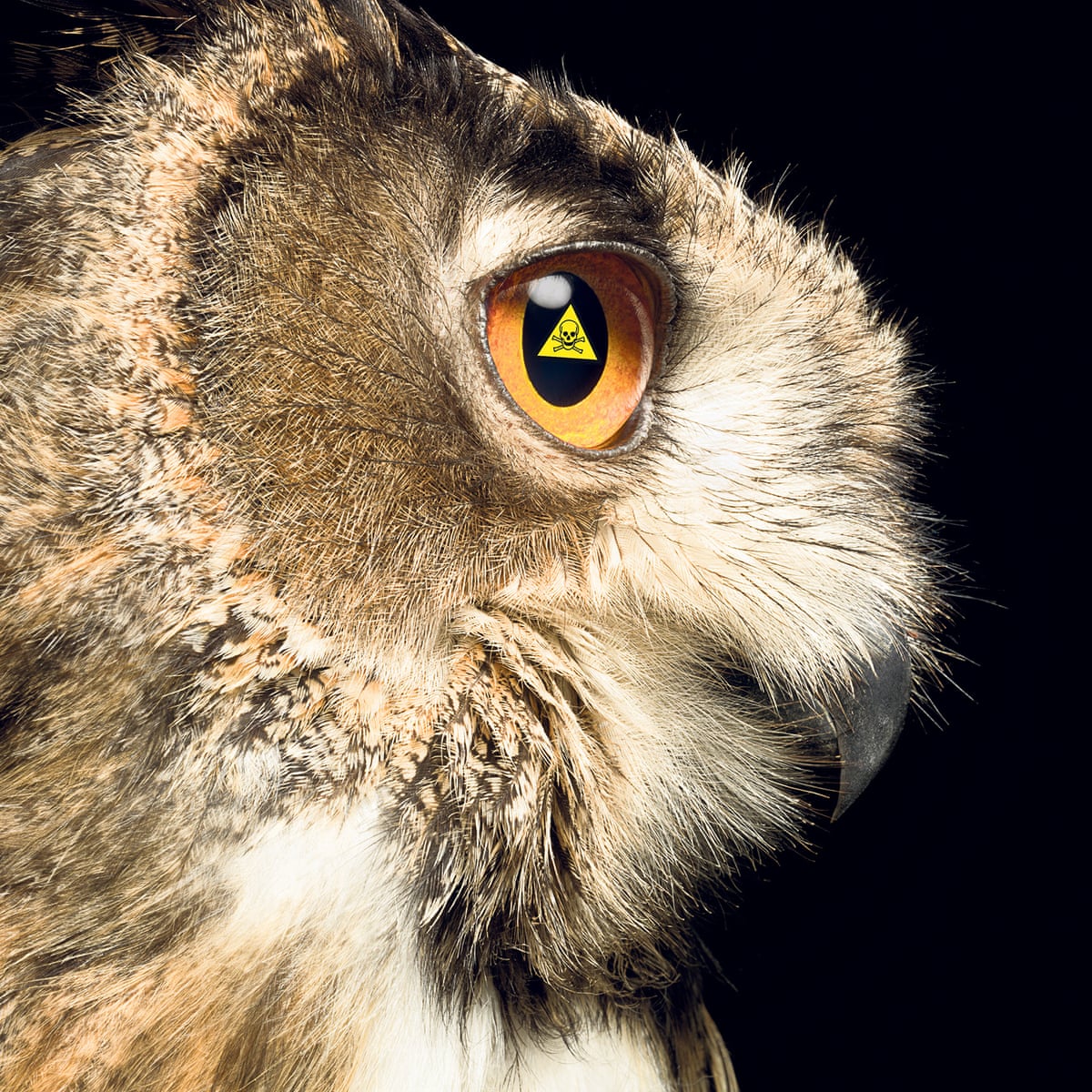 How Birds Of Prey Are Exposing A Toxic Time Bomb Pollution The Guardian How Birds Of Prey Are Exposing A Toxic Time Bomb Pollution The Guardian