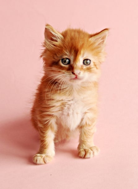 a cute ginger kitten on a pink background