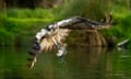 A Rutland osprey swooping down to grab a fish