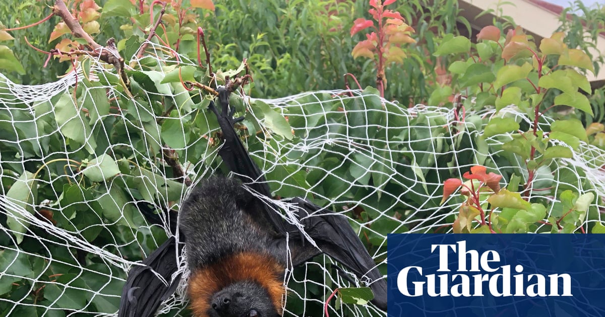 Death trap: what to do about the everyday items catching and killing Australian wildlife