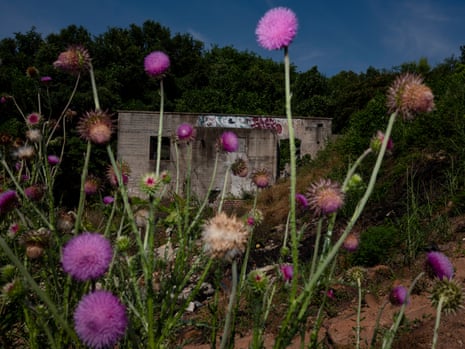 Pink Flowers, an abandoned building in the background