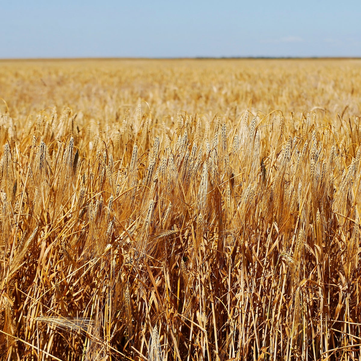 UN warns of 'looming hunger catastrophe' due to Russian blockade | United Nations | The Guardian