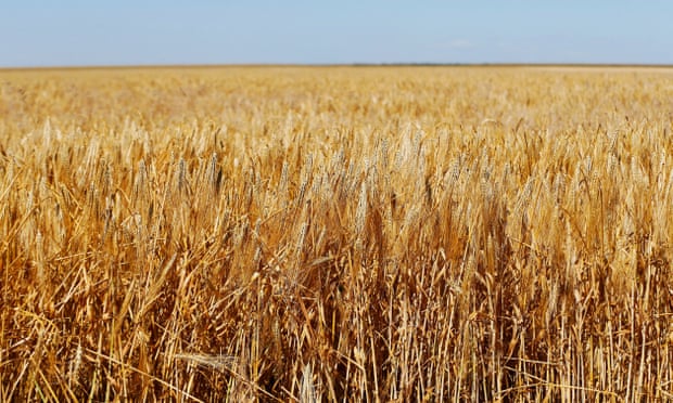 A view of a barley field