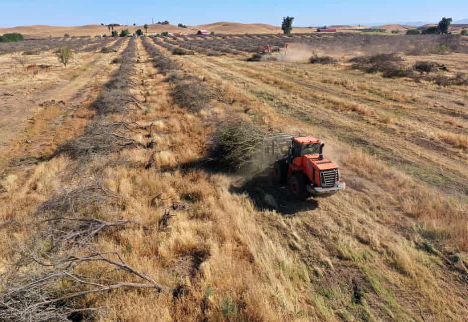 Le département des ressources en eau de Californie a réduit l'allocation d'eau pour les agriculteurs et les producteurs, ce qui a conduit beaucoup d'entre eux à supprimer les cultures dépendantes de l'eau.