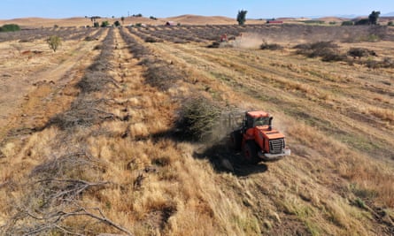 An almond orchard is removed during a drought, Snelling, California, 2021.