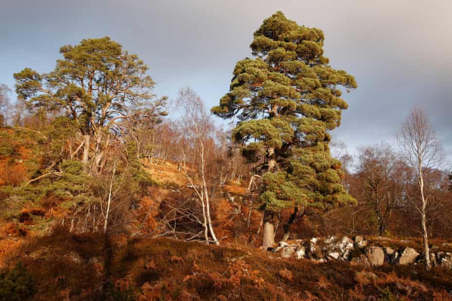 Dundreggan has been rewilded by Trees for Life since it purchased it in 2008.