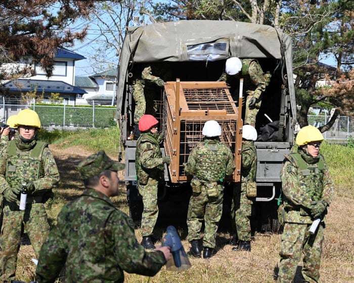 Japan deploys soldiers to contain surge in bear attacks in Akita