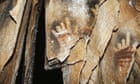 Muchas huellas de manos prehistóricas muestran que falta un dedo.  ¿Y si esto no fuera accidental?