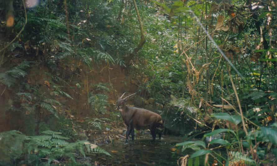 A wild saola photographed by camera trap in Laos in 1999.