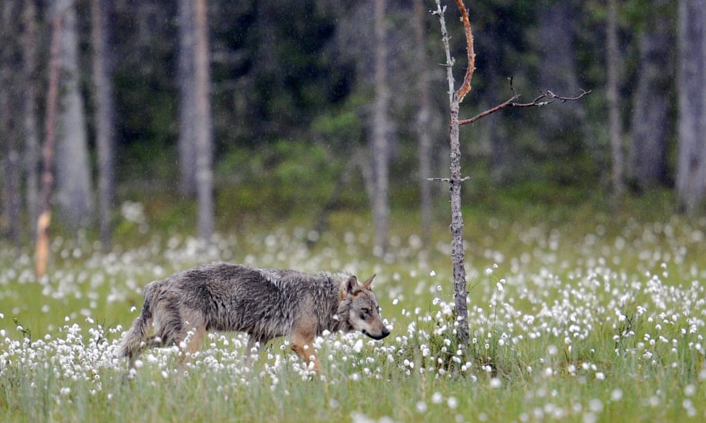 A wolf standing on the edge of a wood in Kuhmo, Finland