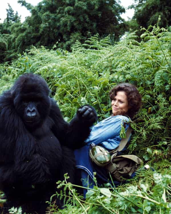 Sigourney Weaver in Gorillas in the Mist, 1988, directed by Michael Apted.  Many of her feature films focused on female achievement.