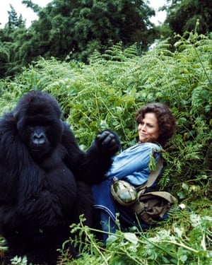 Sigourney Weaver in Gorillas in the Mist in 1988.  Many of her feature films focused on female achievement.
