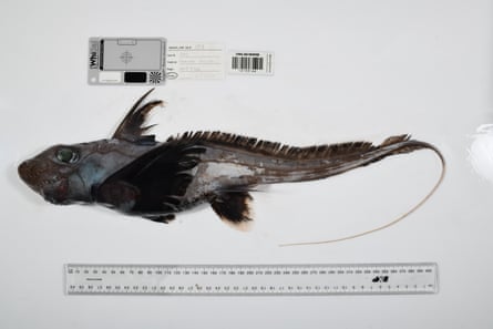 The ghost shark