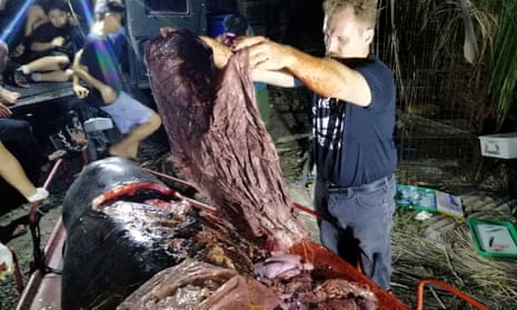 Plastic waste found in the stomach of a whale