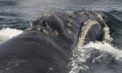 A North Pacific right whale swims in the Bering Sea 