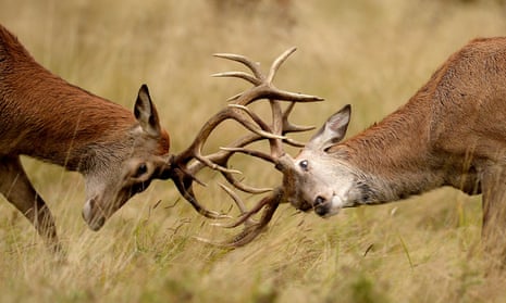 Two young Red deer stags practise their rutting in the long grass in Richmond Park, London