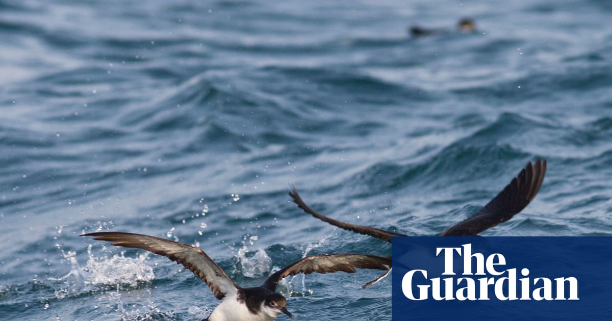 Why jet lag throws even foraging seabirds off course