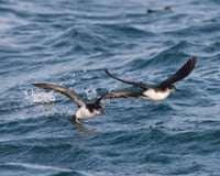 Two Manx shearwaters in flight across the sea