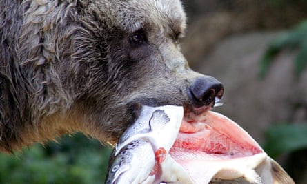 An Alaskan bear tucking into a salmon