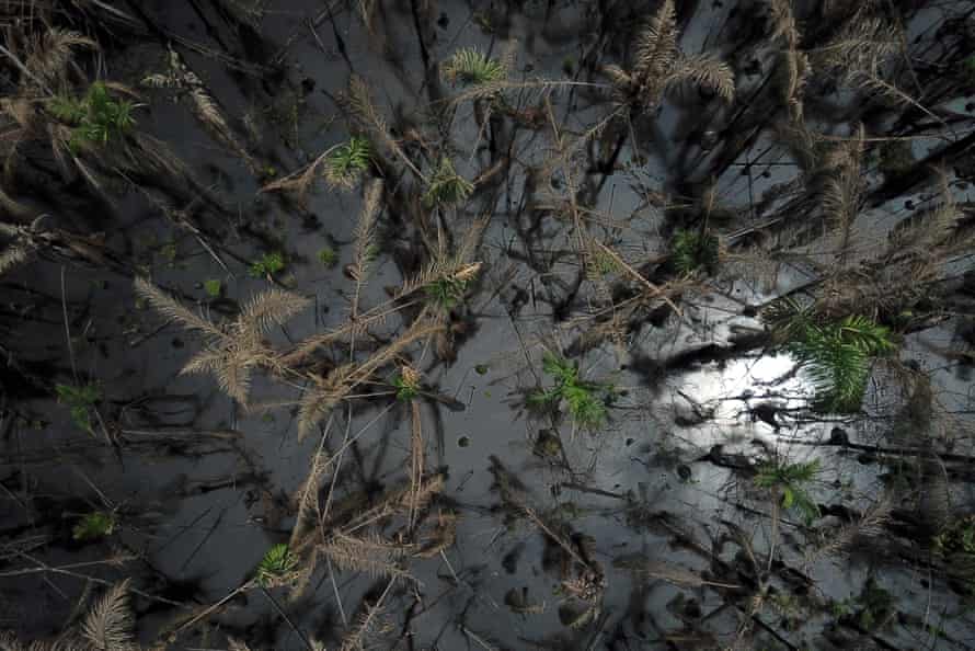 A drone photograph of Ekpeye swampland showing oil sheen on top of water nine months after a massive flood swept oil from an SPDC pipeline across their land