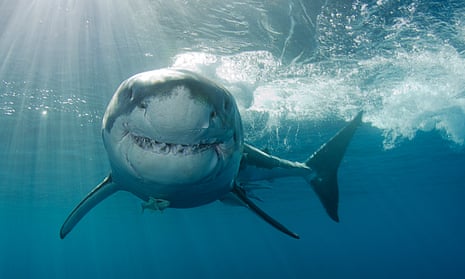 A great white shark in Isla Guadalupe, Mexico.