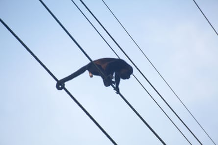 A large monkey on a power cable with its prehensile tail gripping another cable