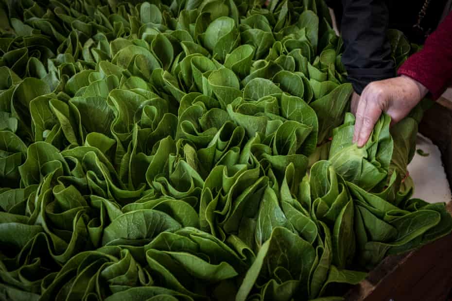 Lettuce on offer at Foodbank
