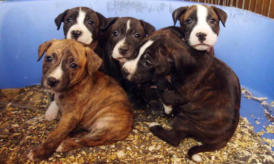 Puppies seized by police in a house in Catford, south-east London.