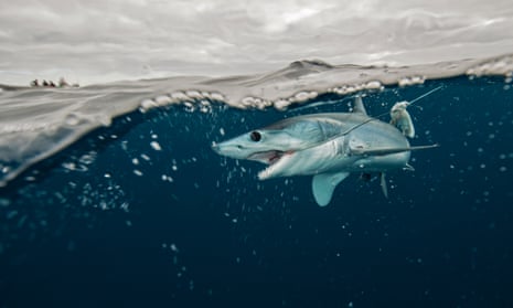 A young mako shark on a fishing line in Baja California, Mexico.