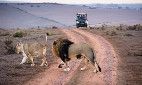 Lion-watching in the Western Cape of South Africa.